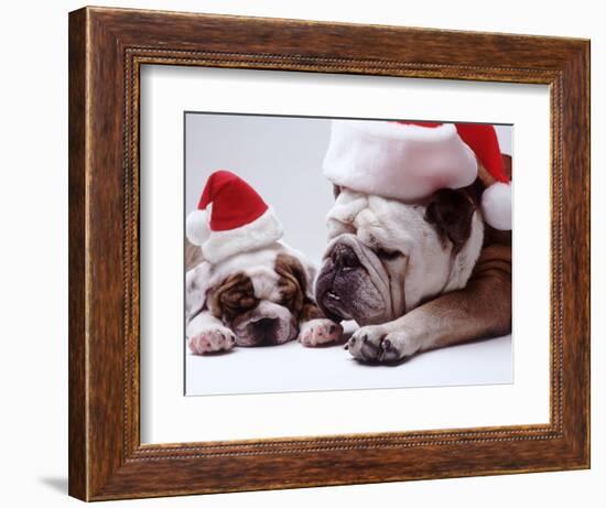 Bulldog Santas-Larry Williams-Framed Photographic Print