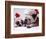 Bulldog Santas-Larry Williams-Framed Photographic Print