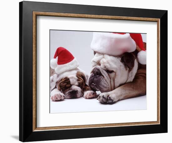 Bulldog Santas-Larry Williams-Framed Photographic Print