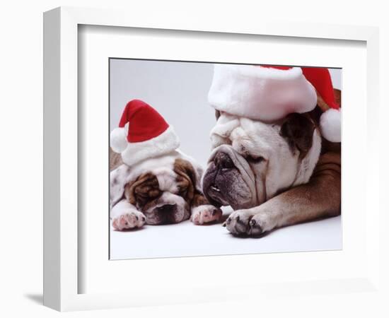 Bulldog Santas-Larry Williams-Framed Photographic Print