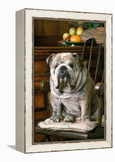 Bulldog Sitting on Chair-null-Framed Premier Image Canvas