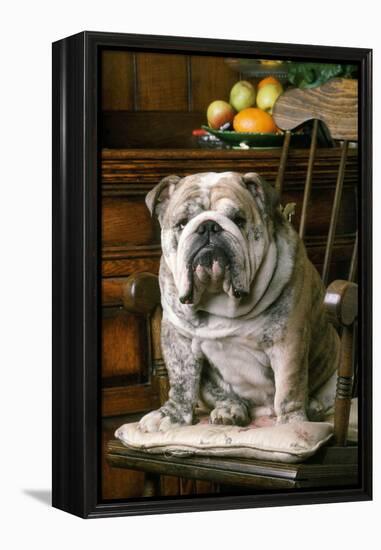 Bulldog Sitting on Chair-null-Framed Premier Image Canvas