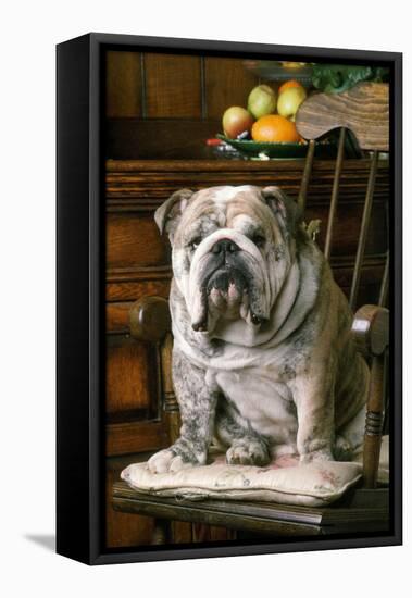 Bulldog Sitting on Chair-null-Framed Premier Image Canvas