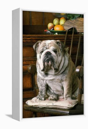 Bulldog Sitting on Chair-null-Framed Premier Image Canvas