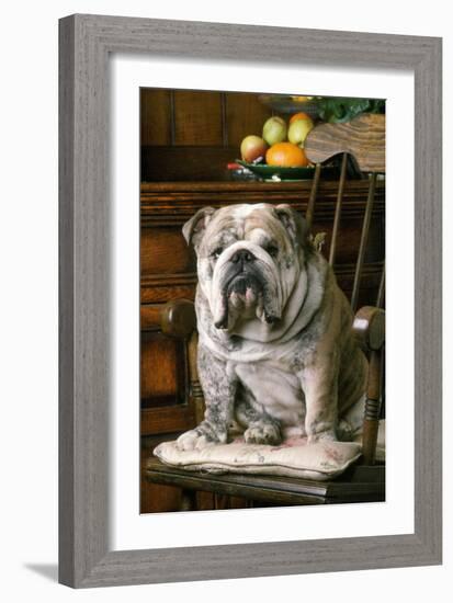 Bulldog Sitting on Chair-null-Framed Photographic Print