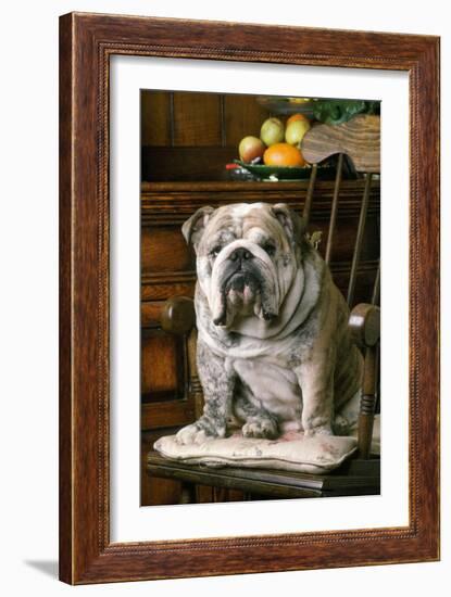 Bulldog Sitting on Chair-null-Framed Photographic Print