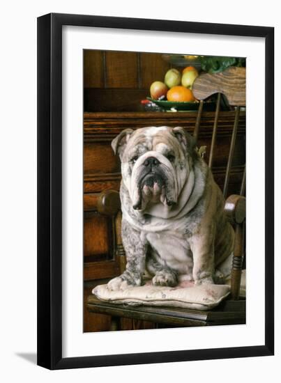 Bulldog Sitting on Chair-null-Framed Photographic Print