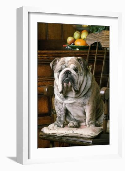 Bulldog Sitting on Chair-null-Framed Photographic Print