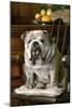 Bulldog Sitting on Chair-null-Mounted Photographic Print