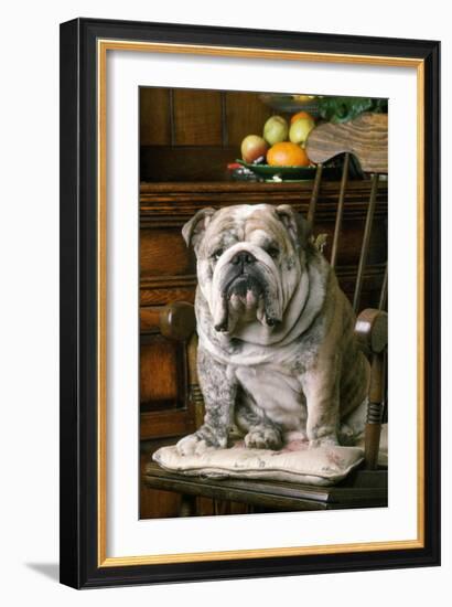 Bulldog Sitting on Chair-null-Framed Photographic Print