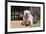 Bulldog Sitting on Garden Pathway-Zandria Muench Beraldo-Framed Photographic Print