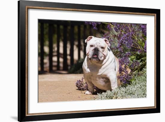 Bulldog Sitting on Garden Pathway-Zandria Muench Beraldo-Framed Photographic Print