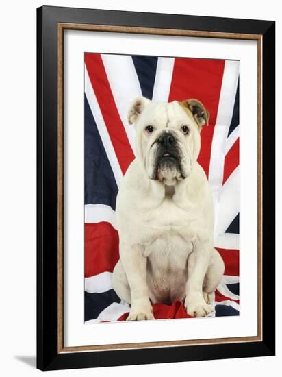 Bulldog Sitting on Union Jack Flag-null-Framed Photographic Print