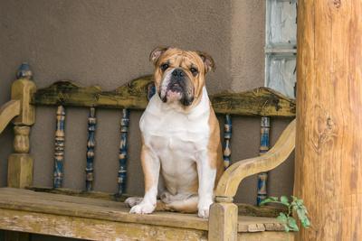 Bulldog Sitting On Wooden Bench Photographic Print By Zandria