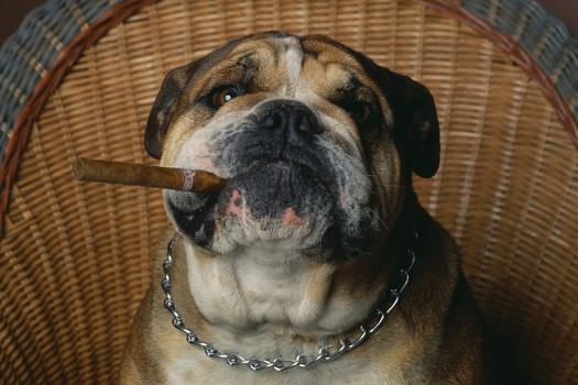 bulldog smoking cigar