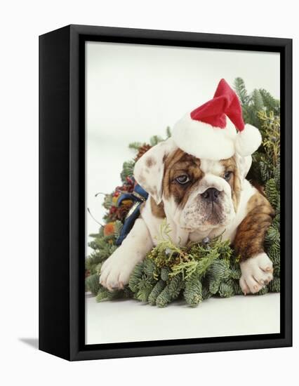 Bulldog Wearing Santa Claus Hat-Larry Williams-Framed Premier Image Canvas