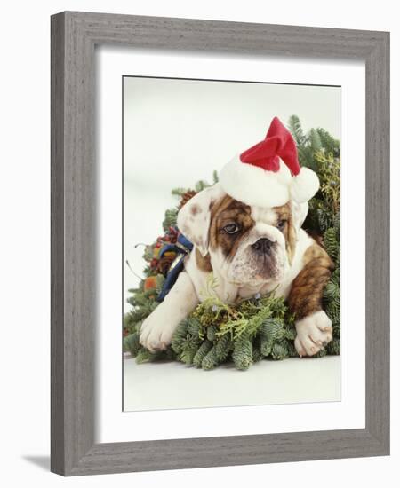 Bulldog Wearing Santa Claus Hat-Larry Williams-Framed Photographic Print