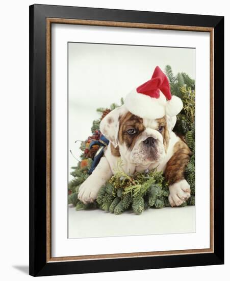 Bulldog Wearing Santa Claus Hat-Larry Williams-Framed Photographic Print