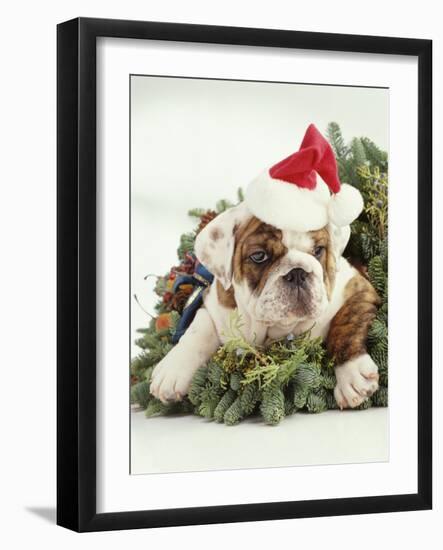 Bulldog Wearing Santa Claus Hat-Larry Williams-Framed Photographic Print