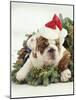 Bulldog Wearing Santa Claus Hat-Larry Williams-Mounted Photographic Print