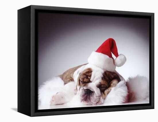 Bulldog Wearing Santa Hat-Larry Williams-Framed Premier Image Canvas