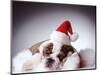 Bulldog Wearing Santa Hat-Larry Williams-Mounted Photographic Print