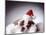 Bulldog Wearing Santa Hat-Larry Williams-Mounted Photographic Print