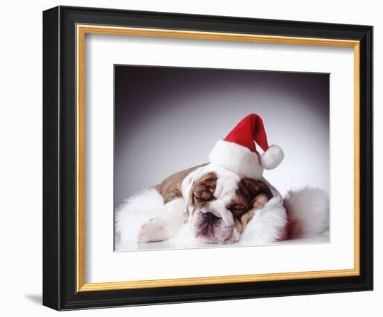 Bulldog Wearing Santa Hat-Larry Williams-Framed Photographic Print