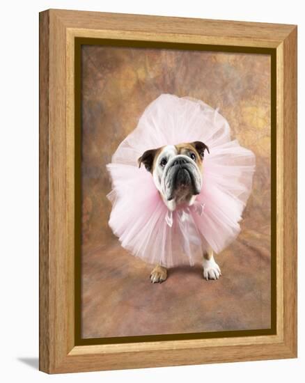 Bulldog Wearing Tutu-Peter M. Fisher-Framed Premier Image Canvas