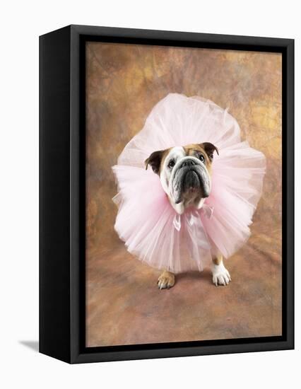 Bulldog Wearing Tutu-Peter M. Fisher-Framed Premier Image Canvas