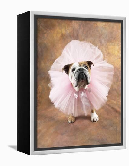 Bulldog Wearing Tutu-Peter M. Fisher-Framed Premier Image Canvas