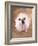 Bulldog Wearing Tutu-Peter M. Fisher-Framed Photographic Print