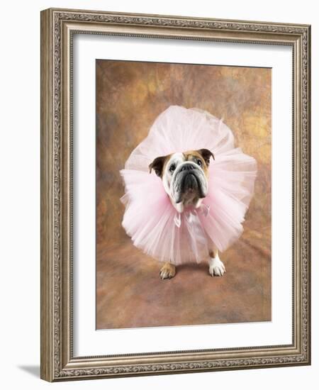 Bulldog Wearing Tutu-Peter M. Fisher-Framed Photographic Print