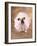 Bulldog Wearing Tutu-Peter M. Fisher-Framed Photographic Print