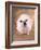 Bulldog Wearing Tutu-Peter M. Fisher-Framed Photographic Print