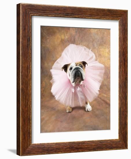 Bulldog Wearing Tutu-Peter M. Fisher-Framed Photographic Print