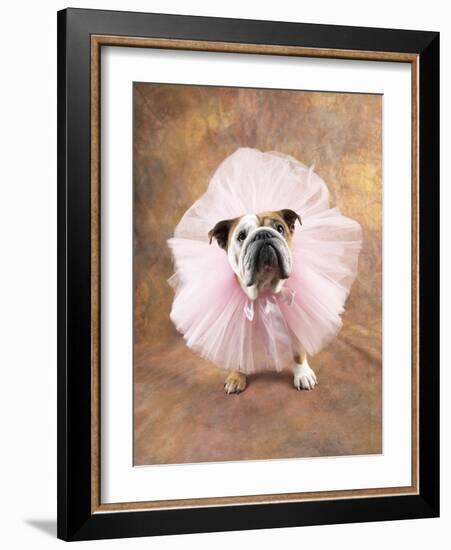 Bulldog Wearing Tutu-Peter M. Fisher-Framed Photographic Print