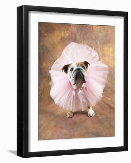 Bulldog Wearing Tutu-Peter M. Fisher-Framed Photographic Print