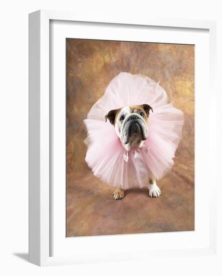 Bulldog Wearing Tutu-Peter M. Fisher-Framed Photographic Print