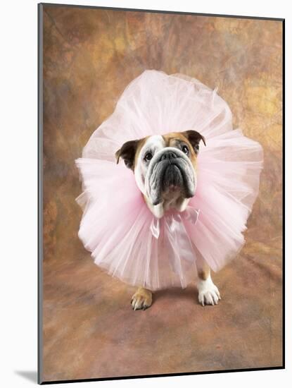 Bulldog Wearing Tutu-Peter M. Fisher-Mounted Photographic Print