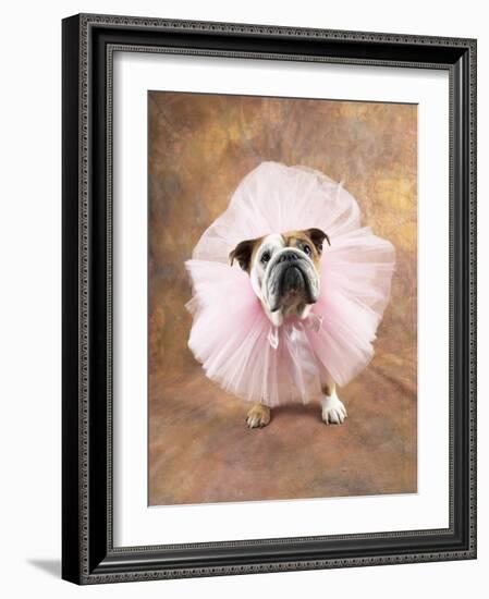 Bulldog Wearing Tutu-Peter M. Fisher-Framed Photographic Print