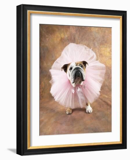 Bulldog Wearing Tutu-Peter M. Fisher-Framed Photographic Print