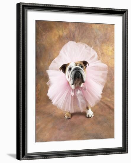 Bulldog Wearing Tutu-Peter M. Fisher-Framed Photographic Print