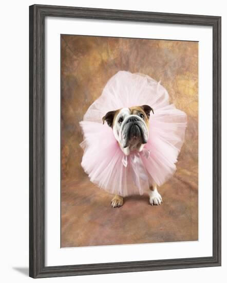Bulldog Wearing Tutu-Peter M. Fisher-Framed Photographic Print