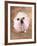 Bulldog Wearing Tutu-Peter M. Fisher-Framed Photographic Print