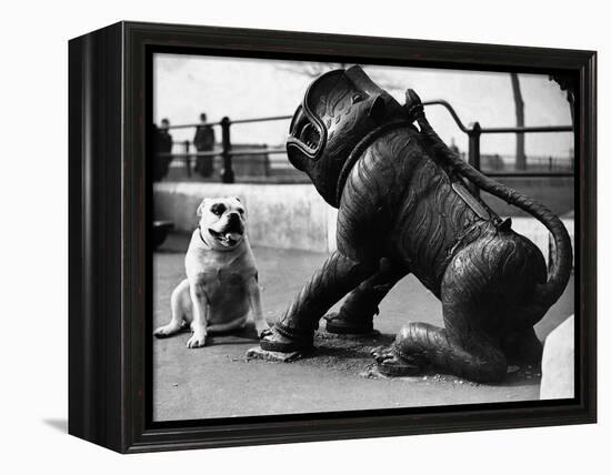 Bulldog with a Cannon-null-Framed Premier Image Canvas