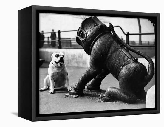 Bulldog with a Cannon-null-Framed Premier Image Canvas