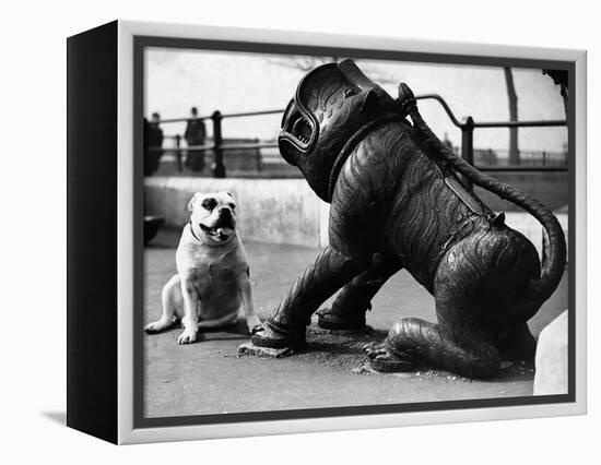 Bulldog with a Cannon-null-Framed Premier Image Canvas