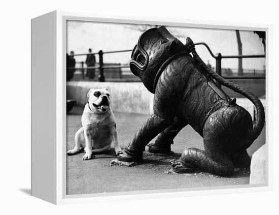 Bulldog with a Cannon-null-Framed Premier Image Canvas