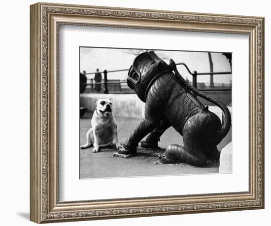 Bulldog with a Cannon-null-Framed Photographic Print